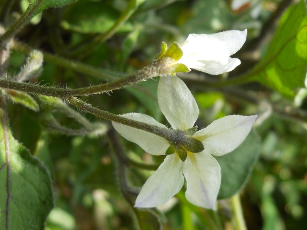 Fiore bianco 2 - Solanum sp.